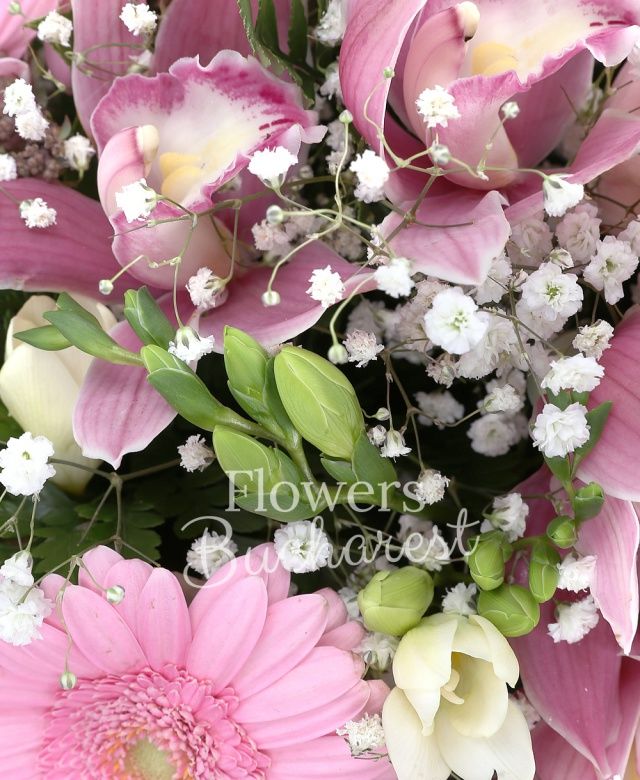 4 trandafiri roz, 11 frezii albe, 6 gerbera roz, cymbidium roz, waxflower roz, gypsophila