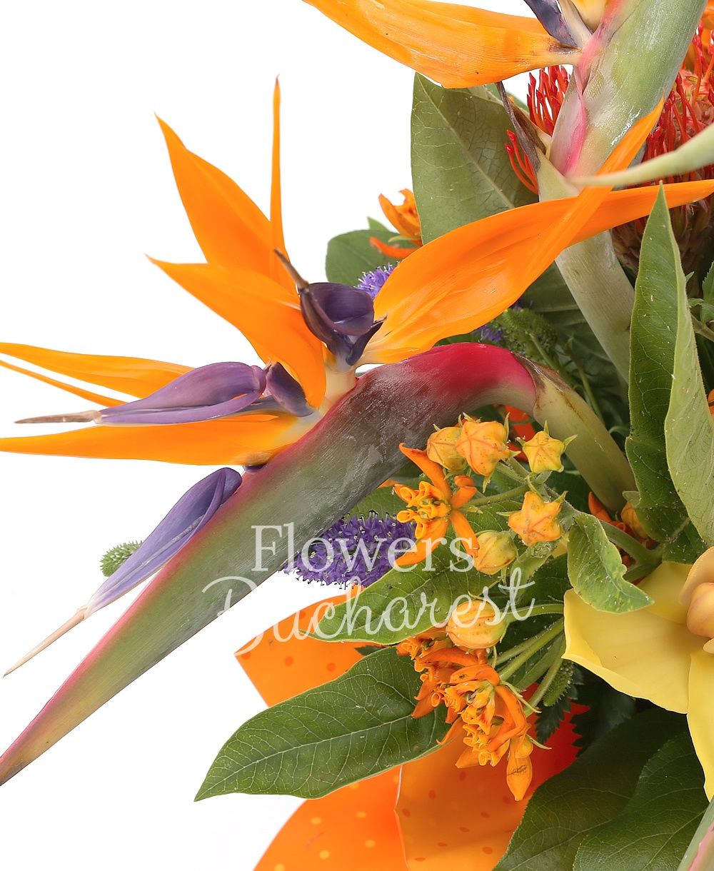 5 strelitzia, 3 leucospermum, yellow cymbidium, 2 asclepias, 5 mauve veronica, greenery