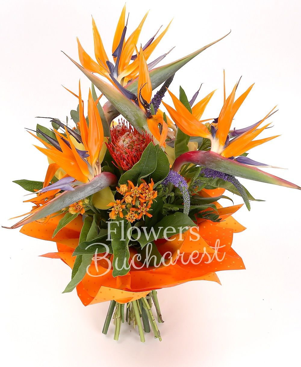 5 strelitzia, 3 leucospermum, yellow cymbidium, 2 asclepias, 5 mauve veronica, greenery