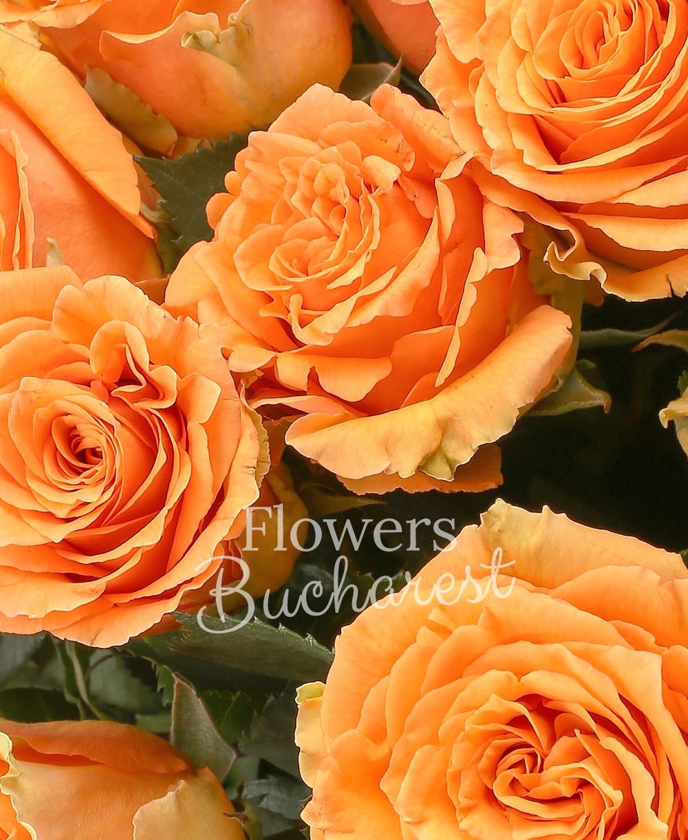 31 orange roses, greenery