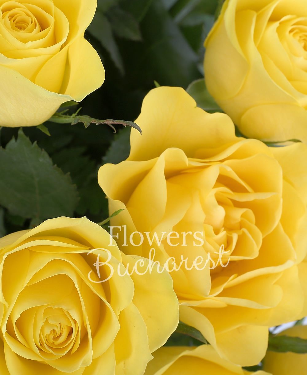 29 yellow roses, greenery