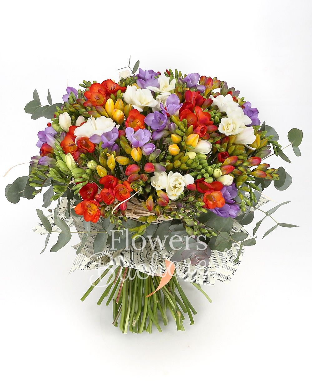 75 multicolor freesia, greenery