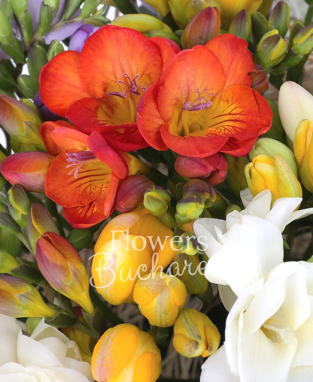 75 multicolor freesia, greenery