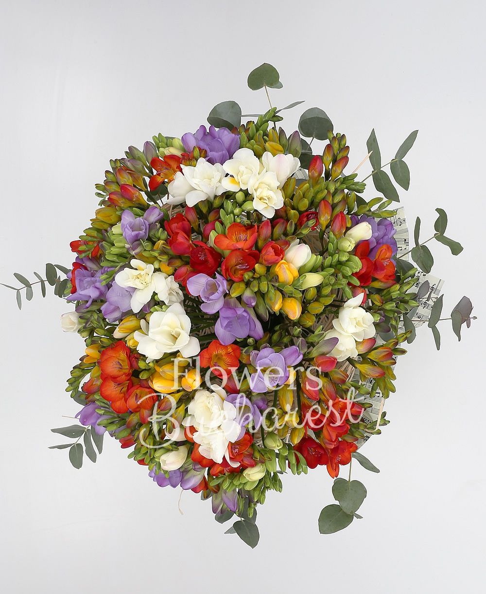 75 multicolor freesia, greenery