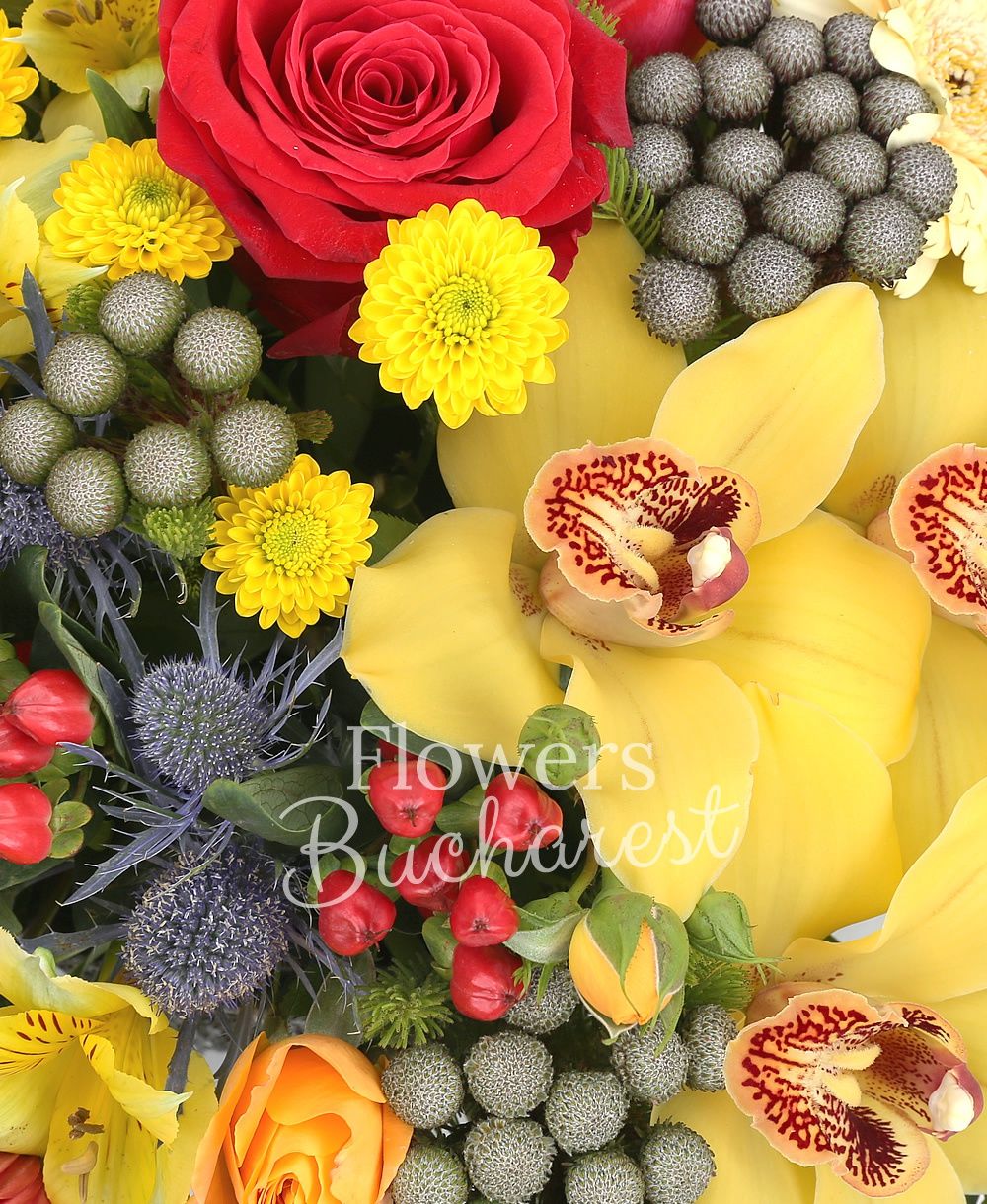 5 red roses, 3 orange miniroses, 7 yellow santini, 5 brunia, 3 yellow alstroemeria, yellow cymbidium, 5 cream carnations, 2 eryngium, 5 red hypericum, 5 red gerbera, greenery