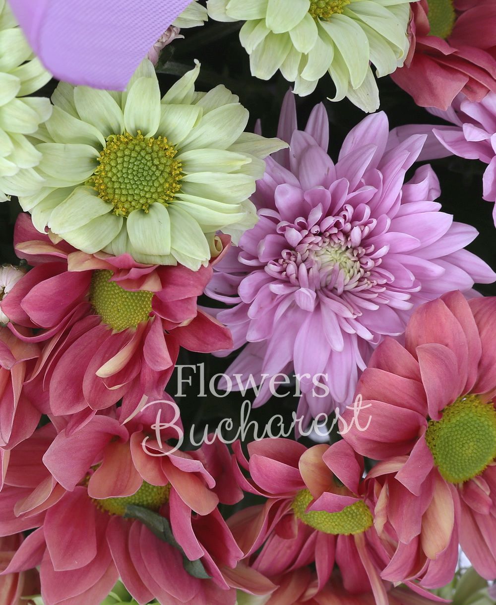 5 pink chrysanthemums, 5 purple chrysanthemums, 8 cream chrysanthemums, 3 green chrysanthemums