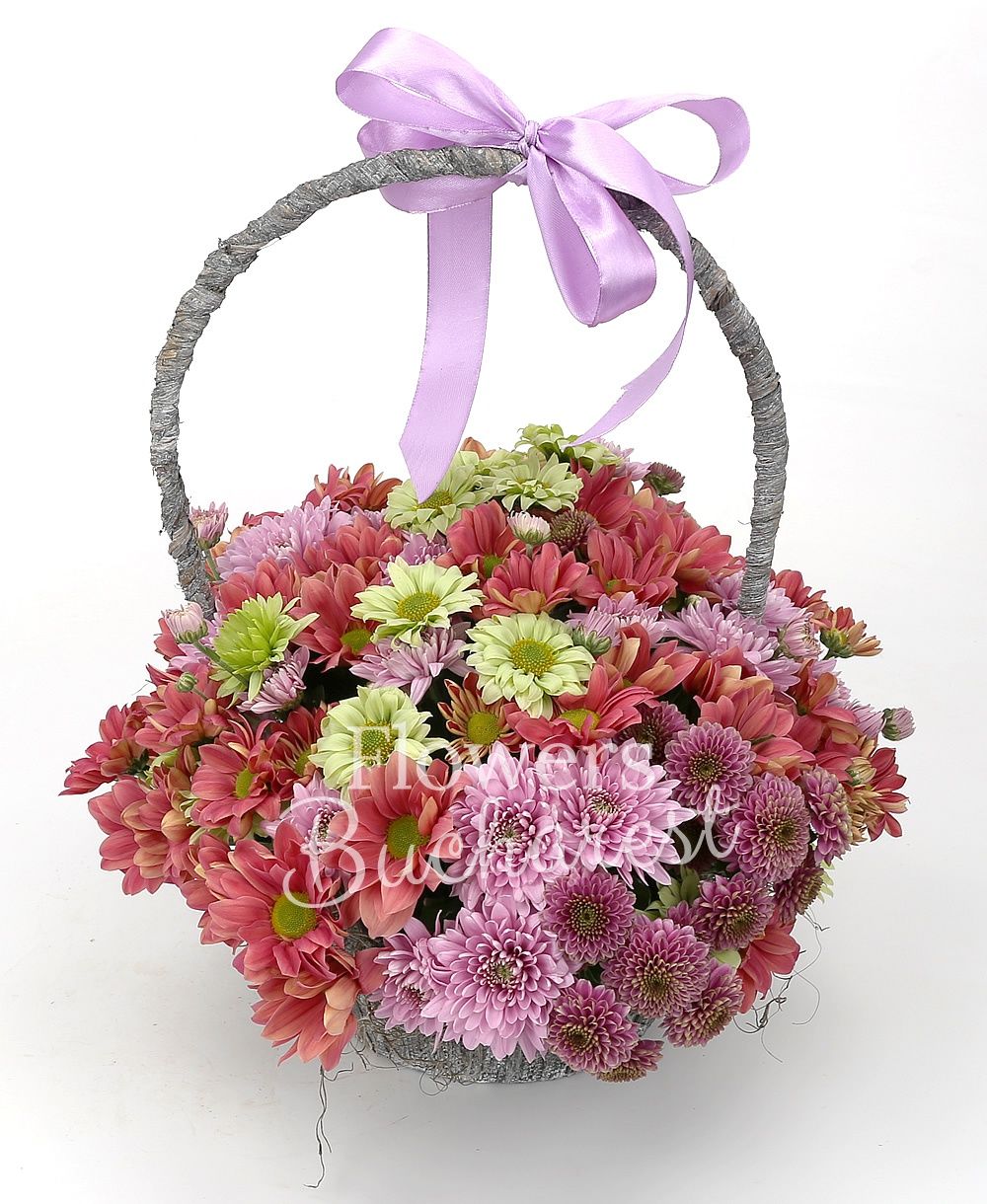 5 pink chrysanthemums, 5 purple chrysanthemums, 8 cream chrysanthemums, 3 green chrysanthemums