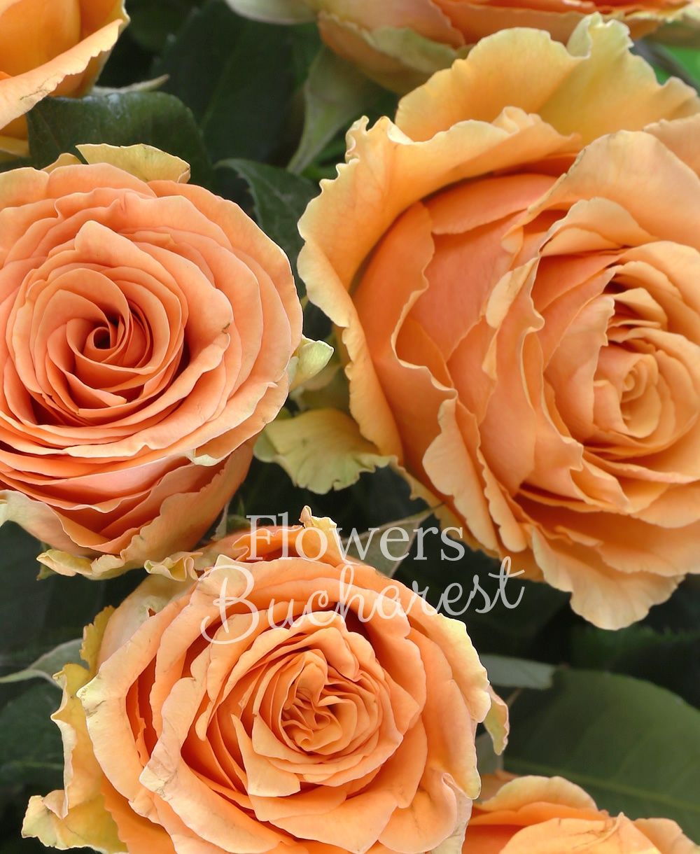 29 orange roses, greenery