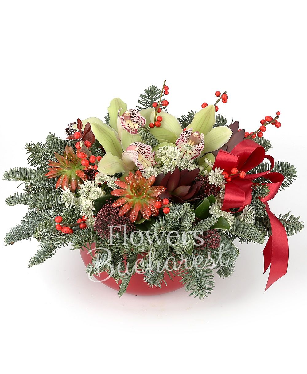 green cymbidium, ilex, 2 red echeveria, 2 red leucadendron, 2 schimia, white astranția, greenery, ceramic vase