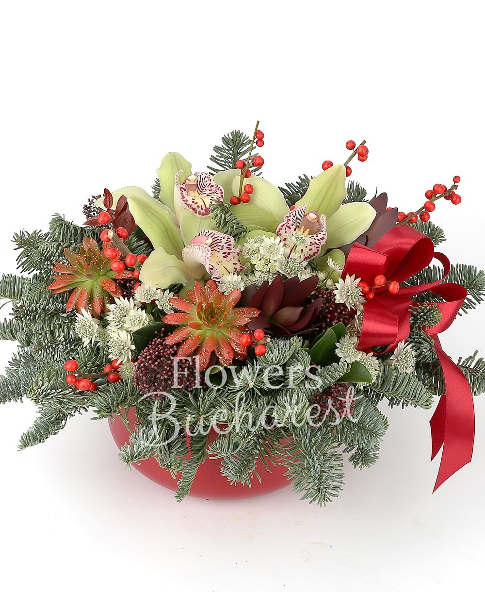 green cymbidium, ilex, 2 red echeveria, 2 red leucadendron, 2 schimia, white astranția, greenery, ceramic vase