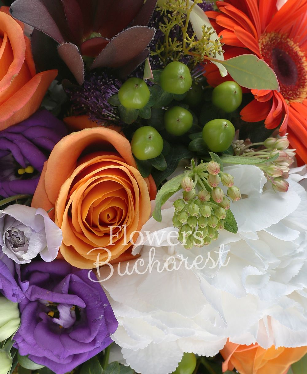 5 orange roses, 3 leucadendrons, 3 orange gerberas, 2 white hydrangeas, 3 purple trachelium, 3 purple lisianthus, 3 green hypericum, 2 eryngium, green cymbidium, greenery