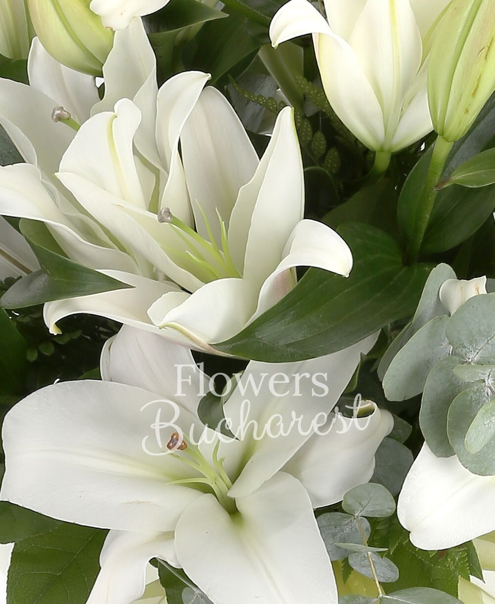 5 white lilies, greenery