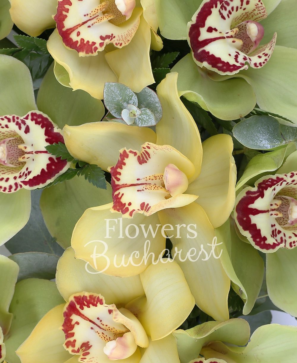 yellow cymbidium, green cymbidium, greenery