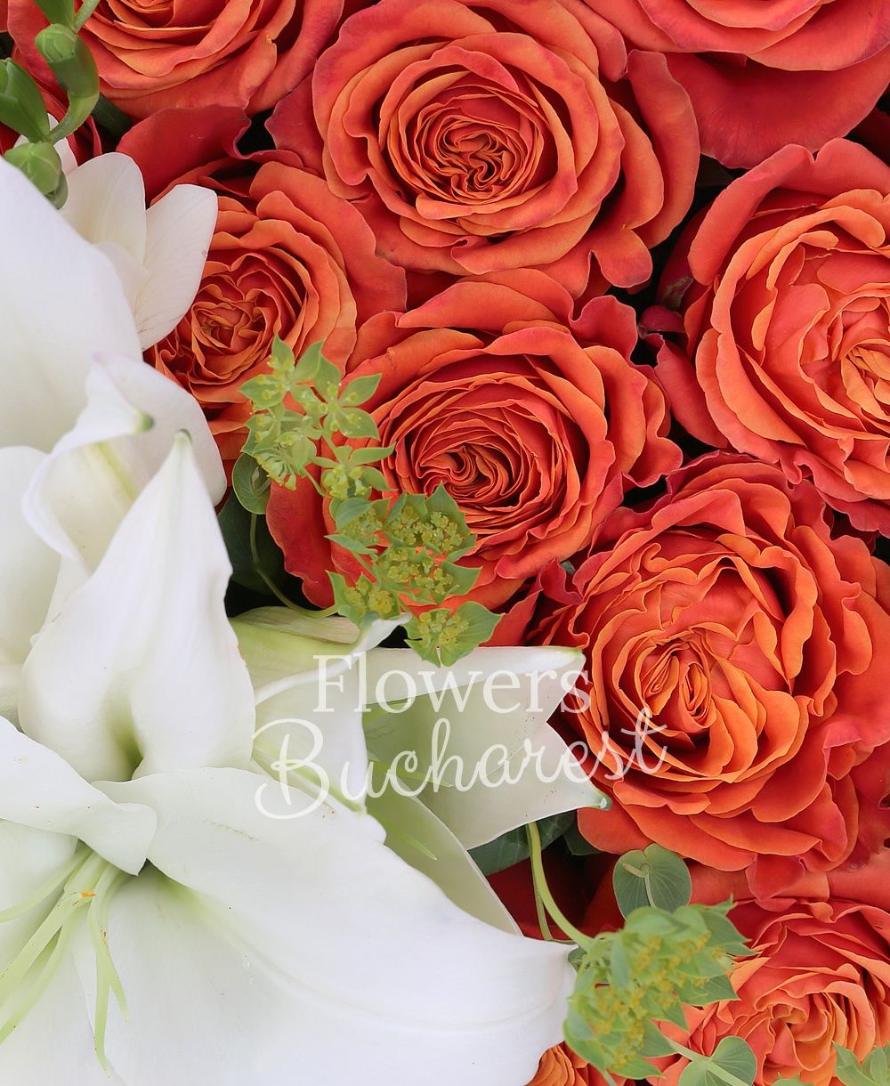 50 orange roses, 1 white lily, 5 white freesias, 2 mauve trachelium, greenery