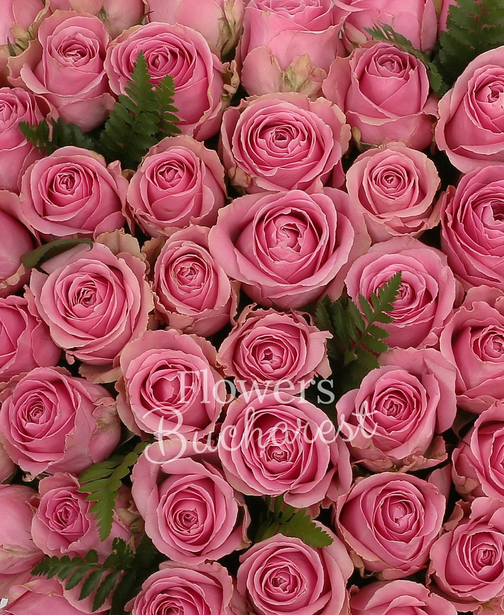 59 pink roses, greenery