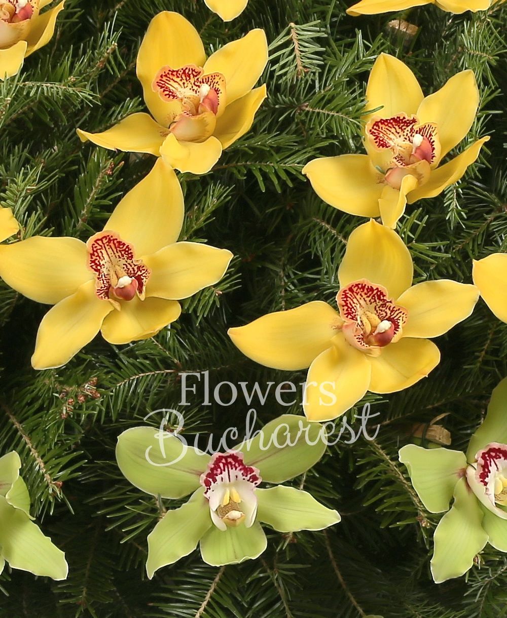 green cymbidium, yellow cymbidium, greenery