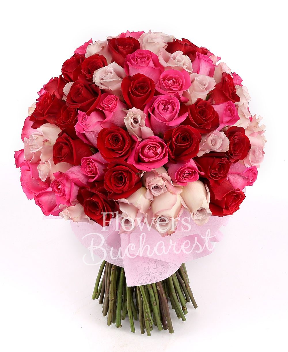 33 pink roses, 33 red roses, 33 cyclam roses