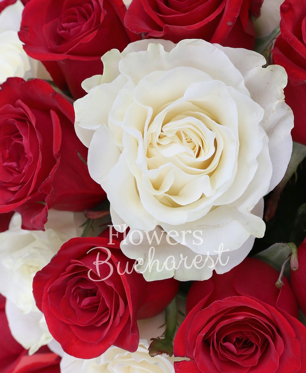 10 white roses, 25 red roses