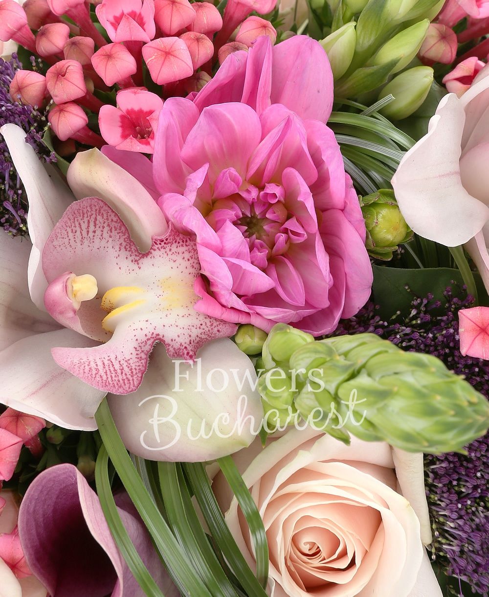 9 white ornithogalum, 7 pink dahlias 7 pink roses, 7 pink bouvardia, 7 pink cala, 7 mauve trachelium, white cymbidium, greenery