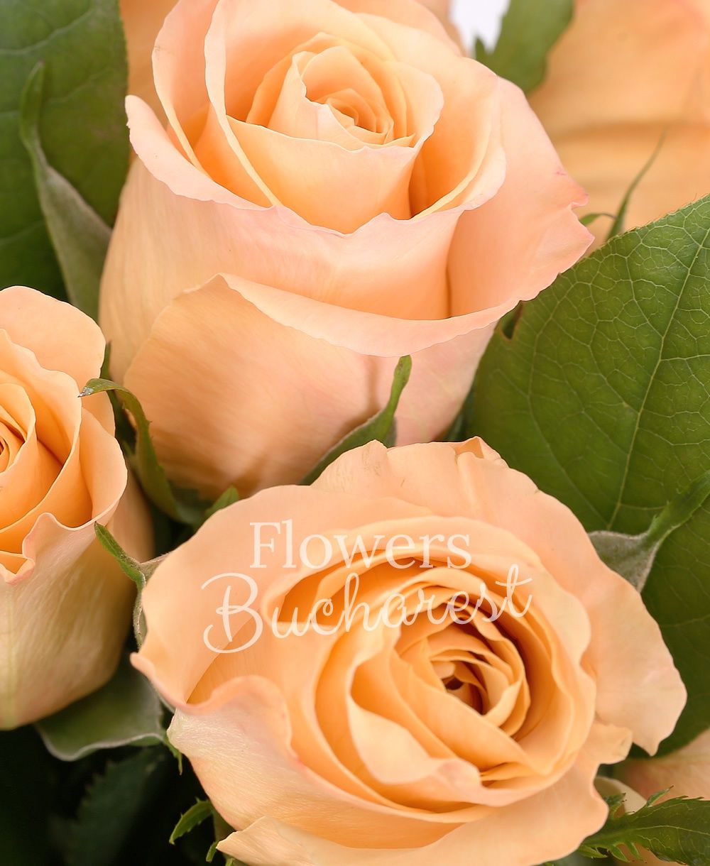 27 peach roses, greenery