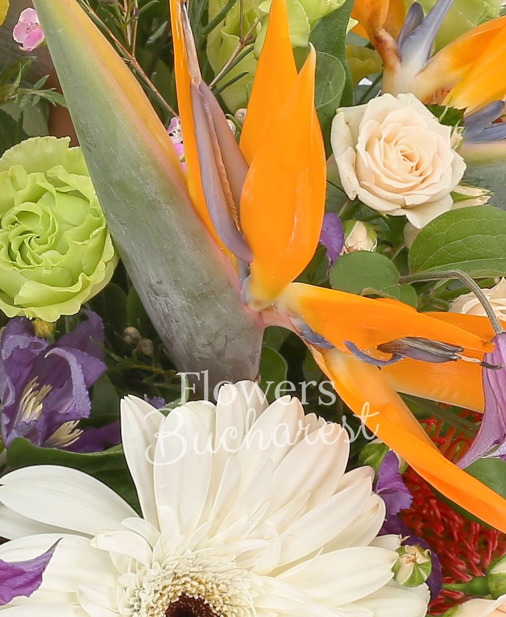 3 strelitzia, 5 clematis, 3 green lisianthus, 3 cream miniroses, 2 white gerbera, 2 leucospermum, 3 yellow roses, waxflower, greenery