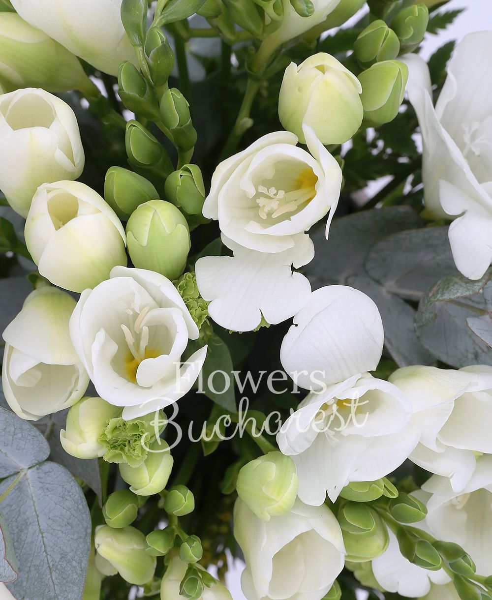 35 white freesias, greenery