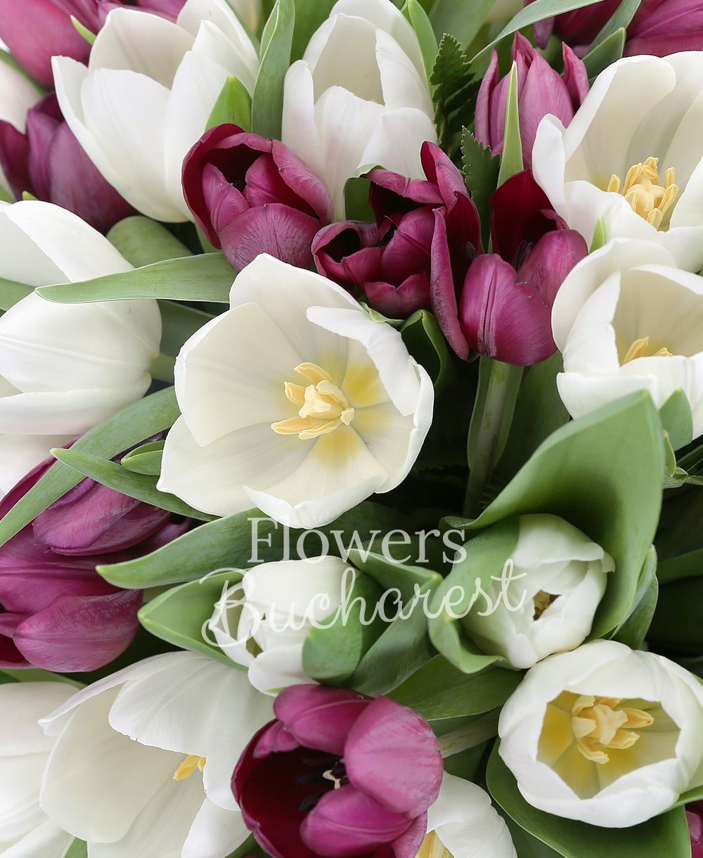 30 garnet tulips, 20 white tulips, greenery