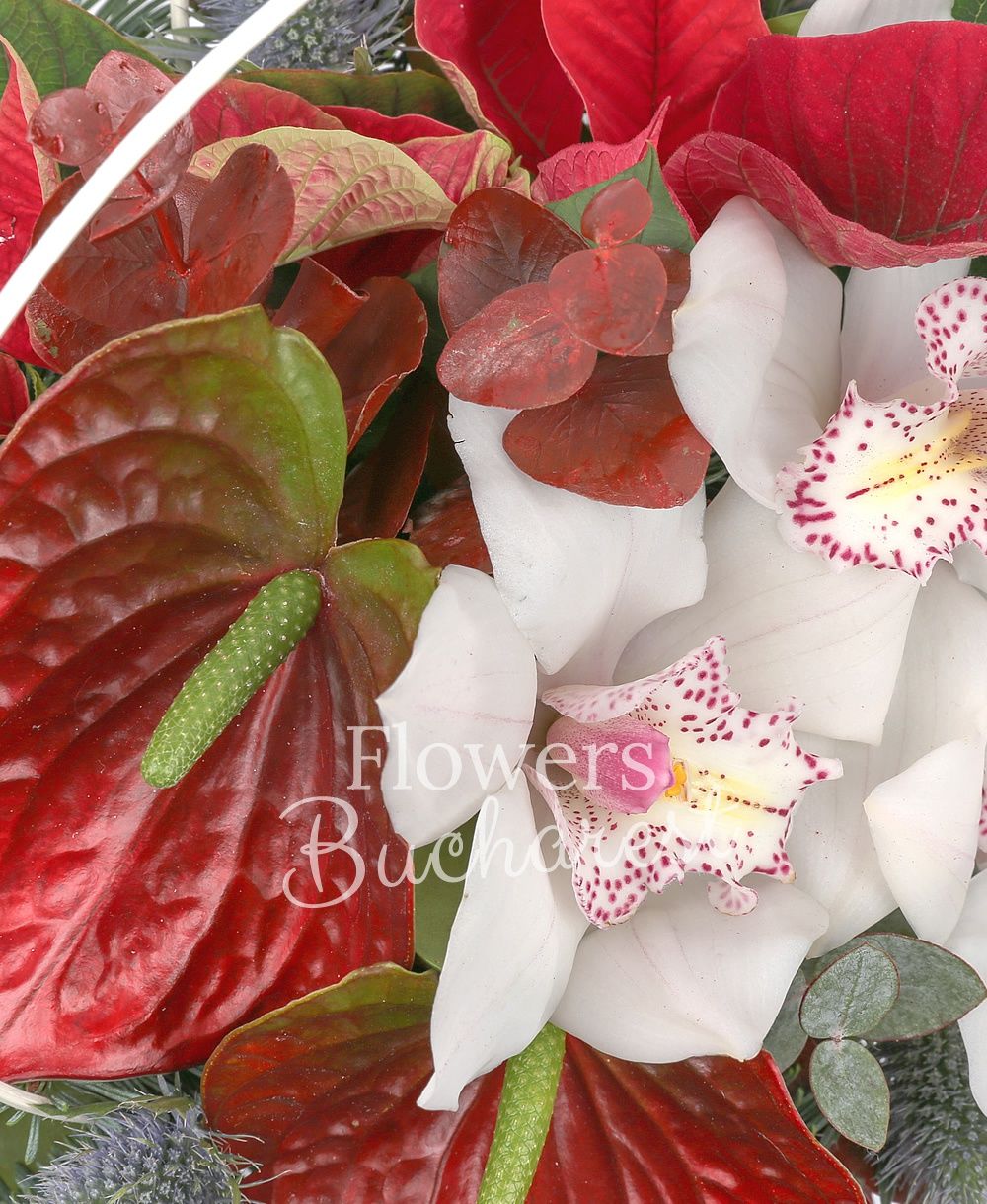 1 white cymbidium, 2 red anthurium, poinsettia, fir, greenery, vase