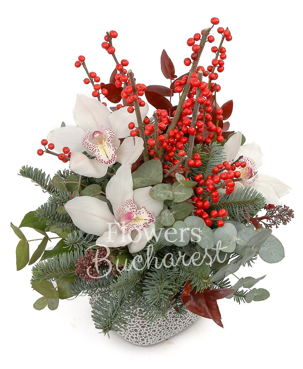 1 cymbidium white, ilex, fir, greenery, ceramic vase