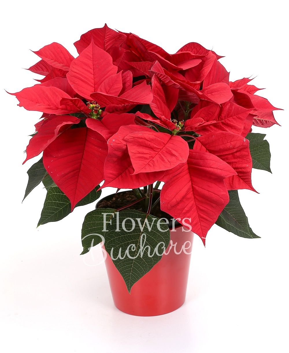 poinsettia, vase