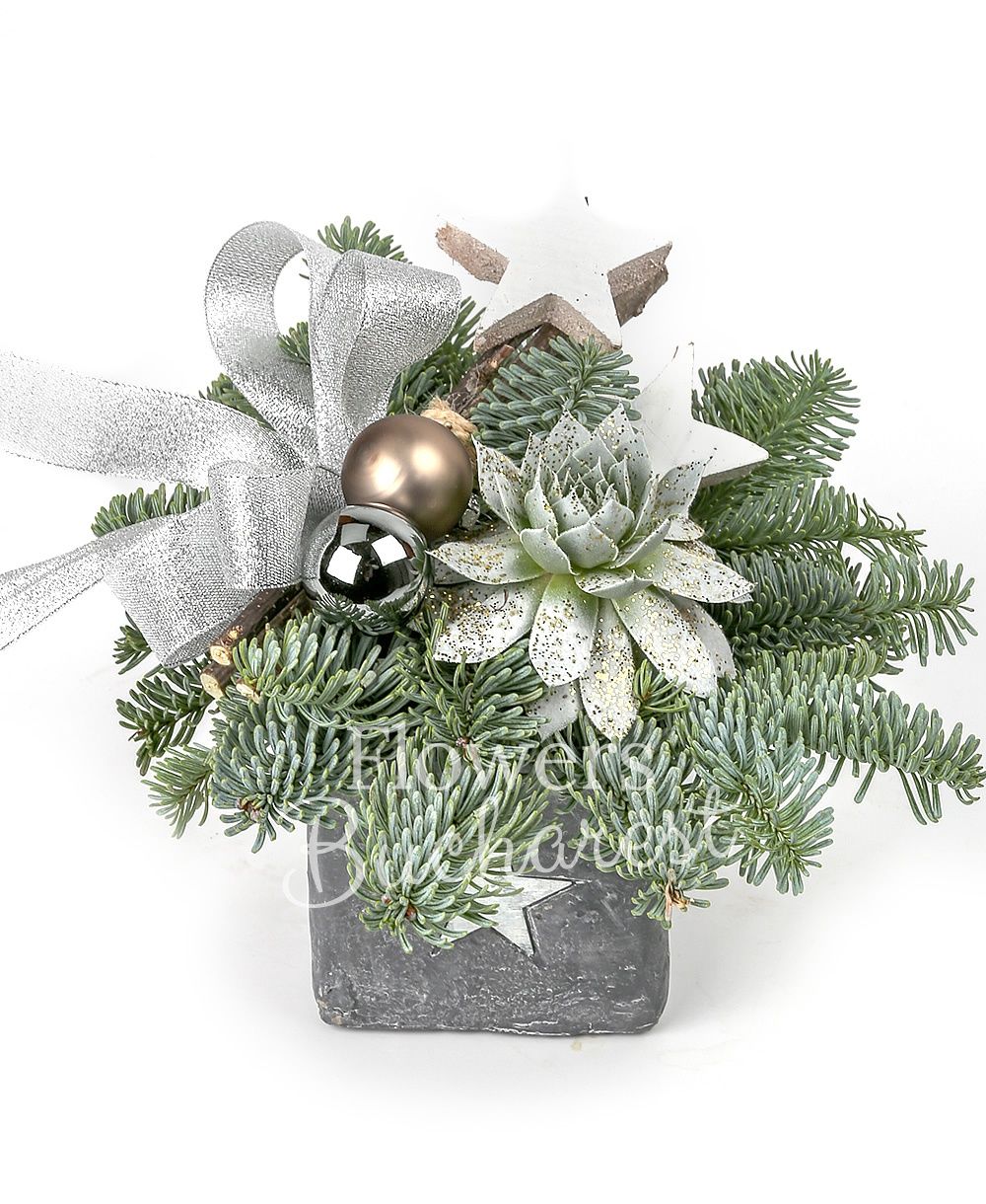 succulent, fir, christmas decorations, ceramic vase