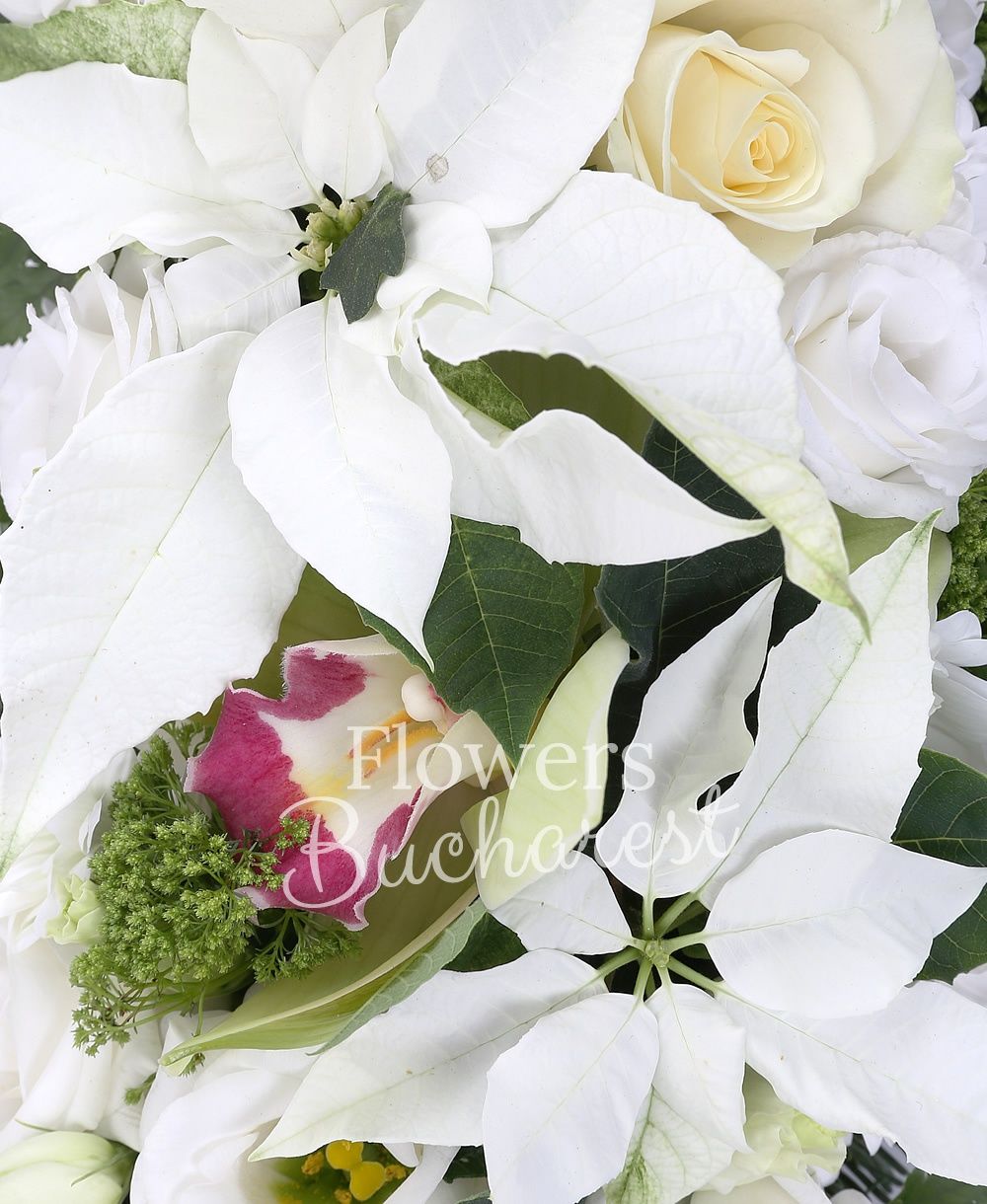 10 white roses, 10 white lisianthus, 10 green trachelium, green cymbidium, 7 chrysanthemums, 10 poinsettia, silver fir, greenery