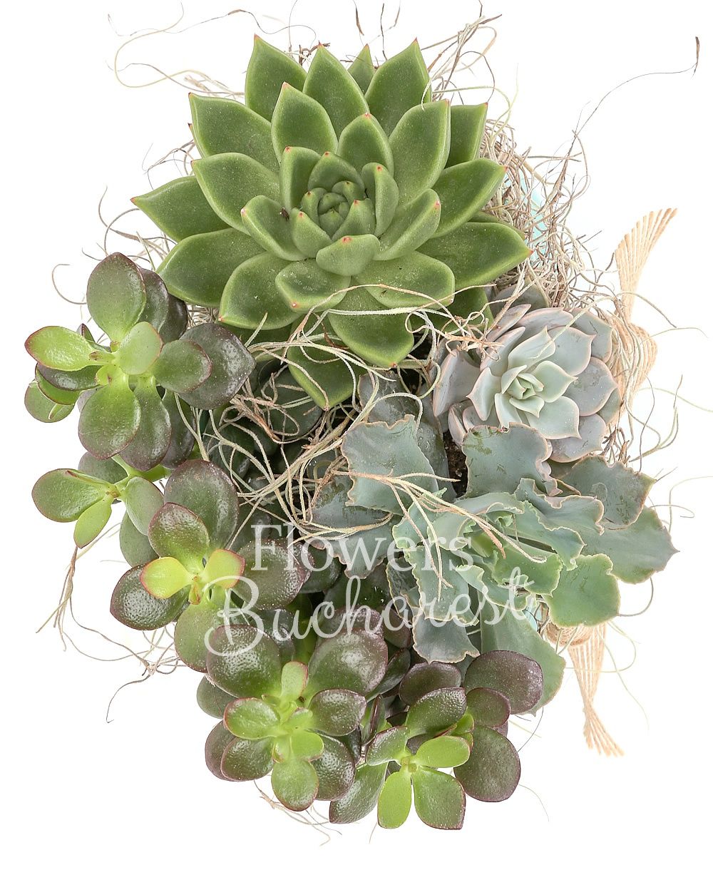 succulents, greenery