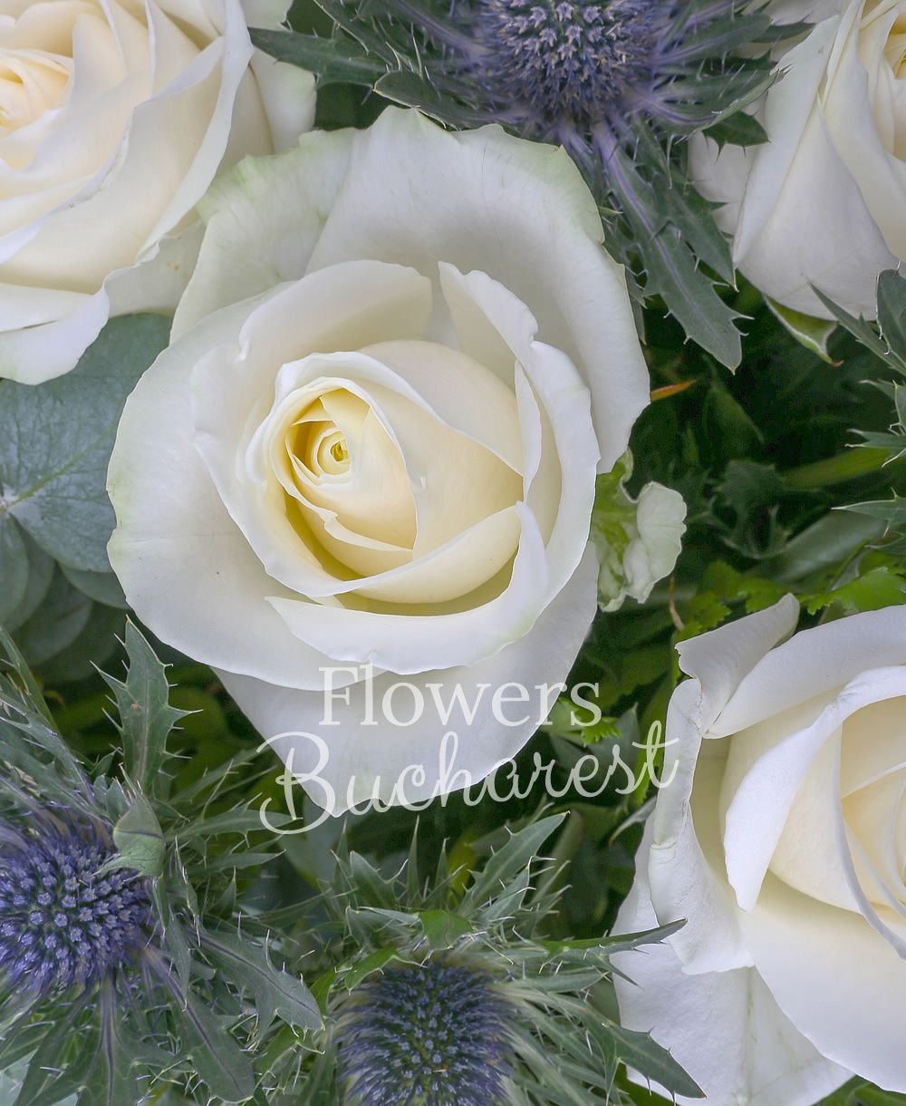 9 white roses, 4 eryngium, greenery