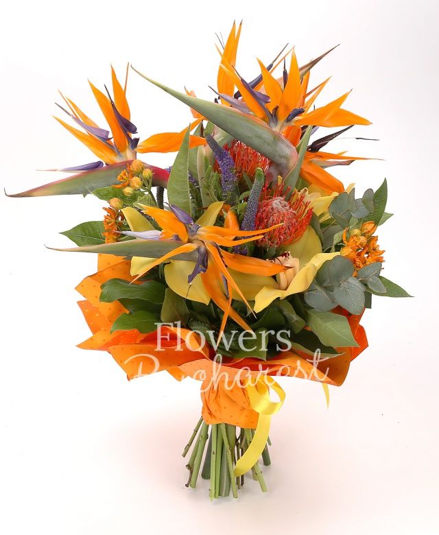 4 strelitzia, 2 leucospermum, cymbidium galben, 2 asclepias, 4 veronica mov, eucalypt, salal