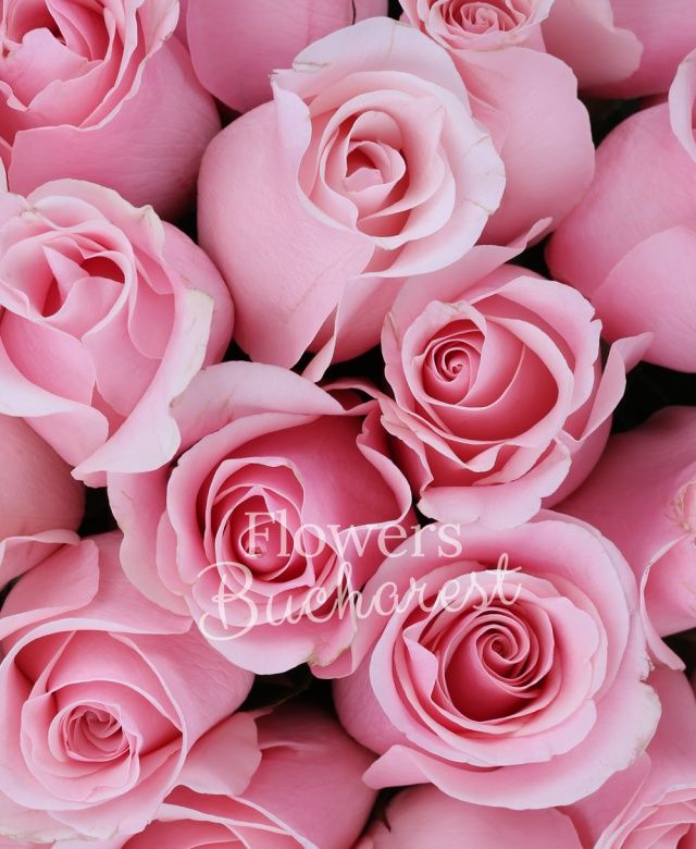 101 trandafiri roz