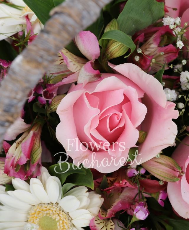 6 trandafiri roz, 5 gerbera alba, 4 alstroemeria roz, gypsophila, waxflower roz, coș