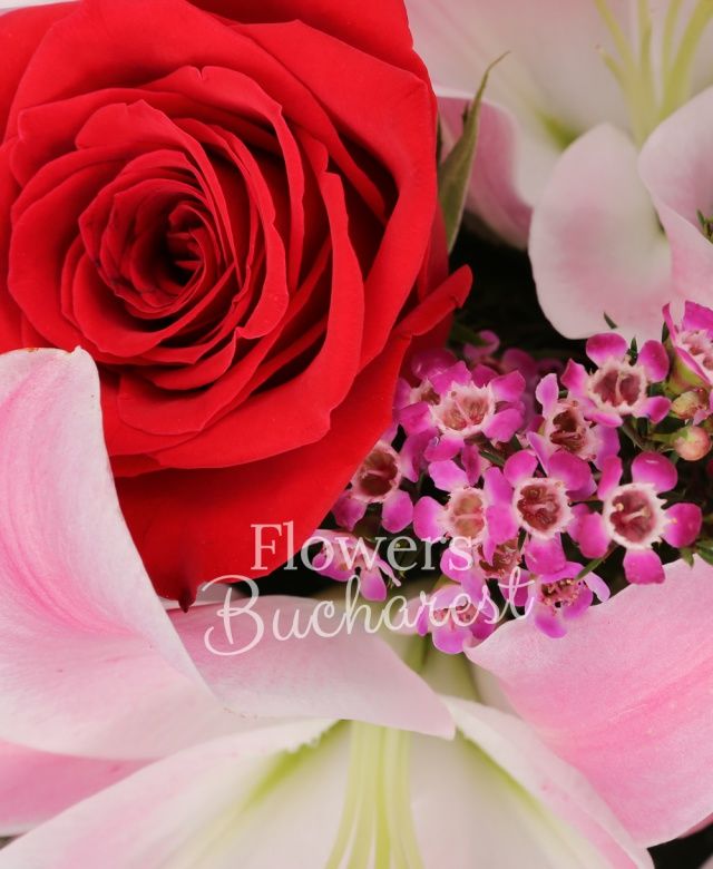 3 crini roz, 5 trandafiri rosii, waxflower roz