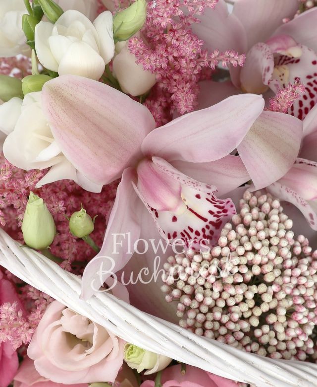 2 trandafiri crem, 2 lisianthus, 2 rice flower, 4 astilbe, 4 frezii albe, cymbidium, coș