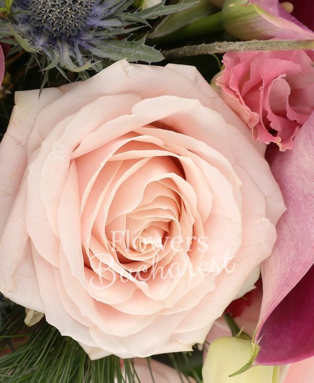 2 trandafiri mov, 2 trandafiri roz, 2 cale mov, 2 lisianthus roz, 2 eryngium, 2 craspedia, cymbidium verde, waxflower alb, pin, aspidistra, aralia, salal