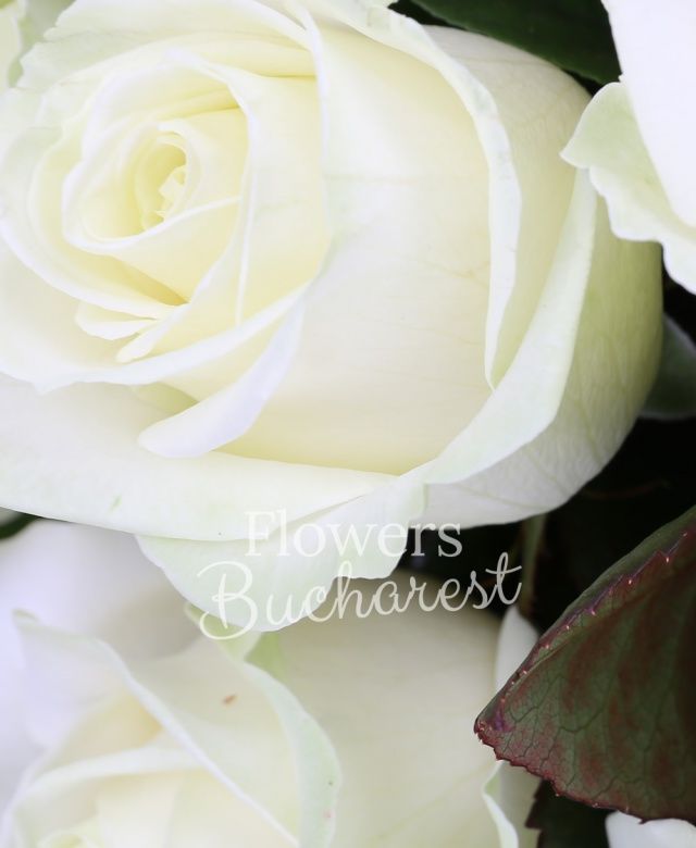 45 trandafiri albi, salal