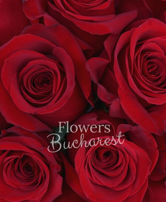 37 trandafiri rosii, eucalypt, cutie pătrată
