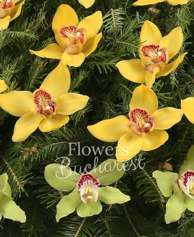 cymbidium verde, cymbidium galben, brad, burlin