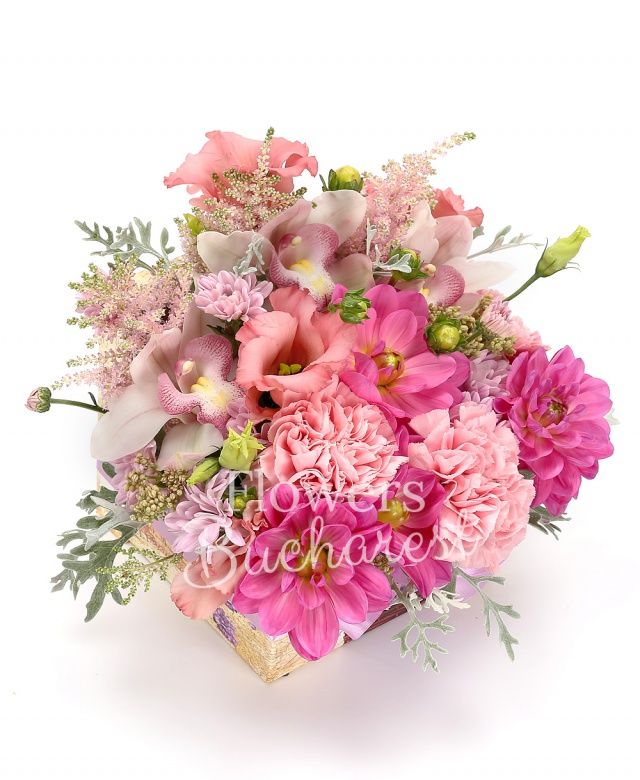 2 astilbe roz, 2 dalii roz, 2 garoafe roz, 2 lisianthus roz, 1 crizantemă roz, cymbidium alb, senecio, cutie