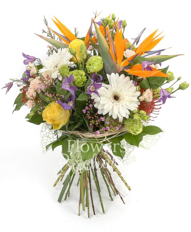 2 streliția, 4 clematis, 2 lisianthus verde, 2 miniroze crem, 2 gerbera alba, 2 leucospermum, 2 trandafiri galbeni, waxflower, salal, cuib