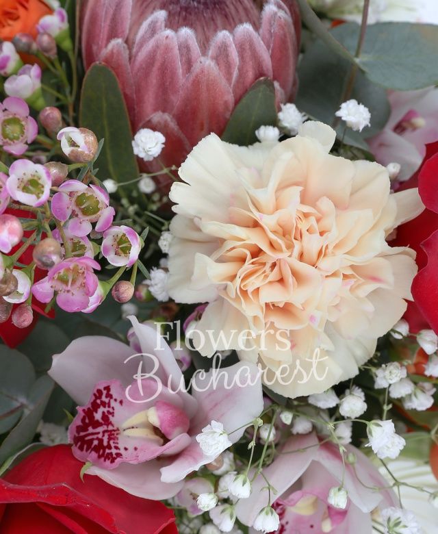 2 trandafiri rosii, 2 miniroze portocalii, 1 proteea, 2 gerbera albe, 2 garoafe crem, cymbidium alb, waxflower, gypsophilla, eucalypt, salal