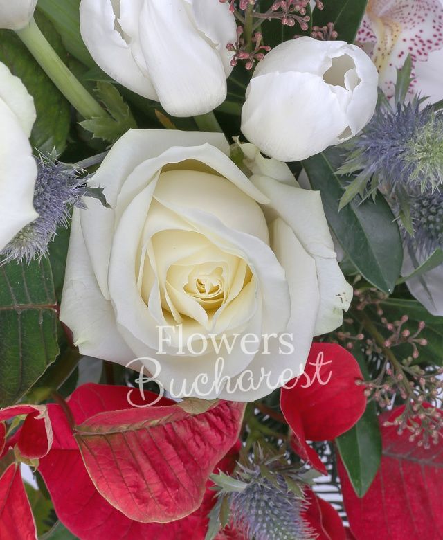 2 trandafiri albi, 4 lalele albe, 1 cymbidium alb, poinsettia, eryngium, corylus, brad, eucalypt, vas ceramic