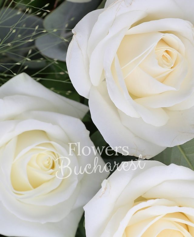 25 trandafiri albi, eucalipt, verdeață