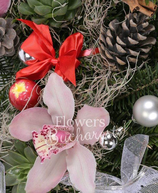 3 suculente, cymbidium roz, coronița brad, tillandsia, decorațiuni crăciun