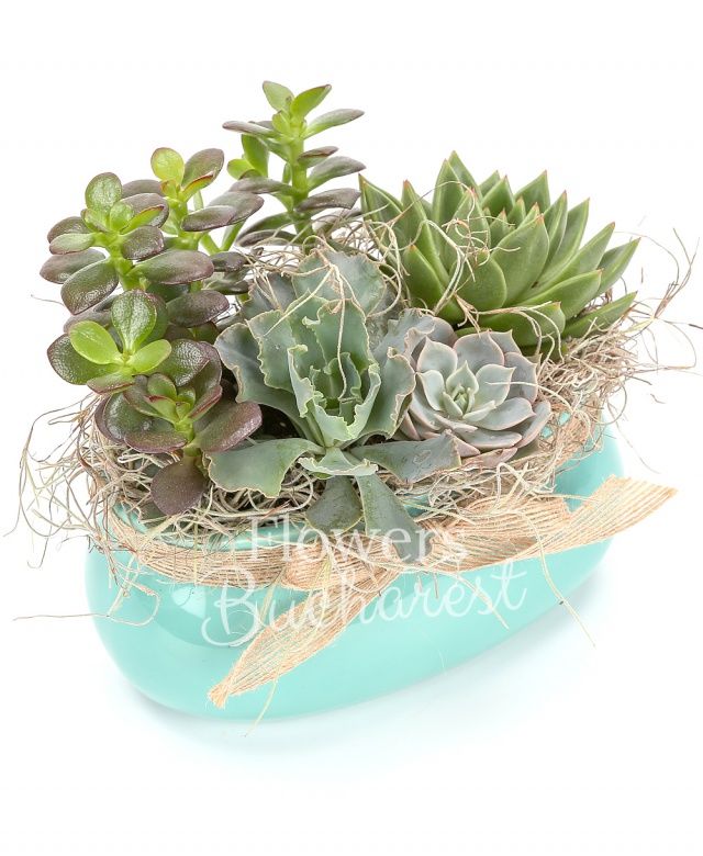 suculente, tillandsia, vas ceramic